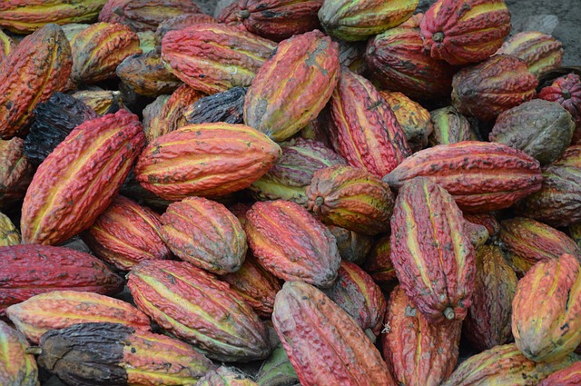 Un marché du cacao tendu en 2019/2020
