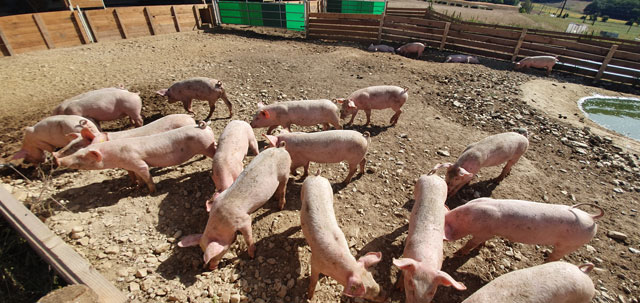 Compostage des porcs aux États-Unis