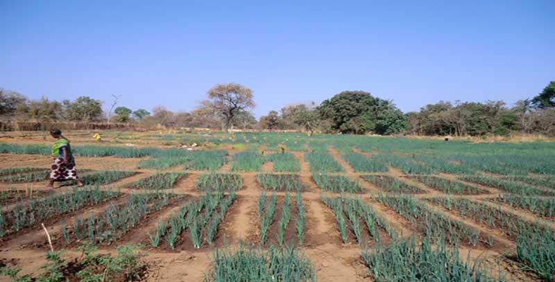 La consommation d’azote augmente en Afrique sub-saharienne
