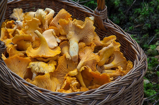 The year of the mushroom