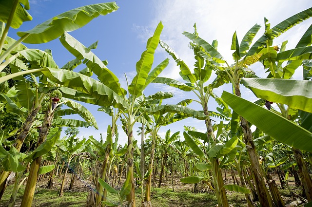 African banana producers and Covid-19