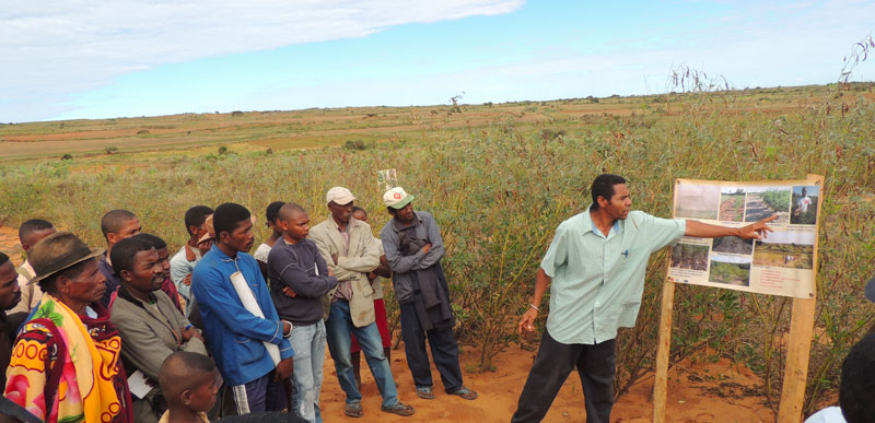 Semences biotech et semences paysannes en Afrique : l’option de la diversification