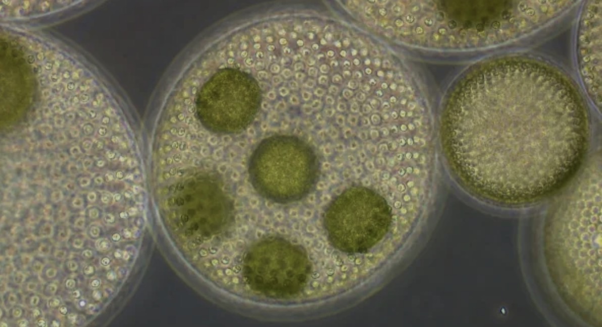 The emergence of ‘supernutrients’