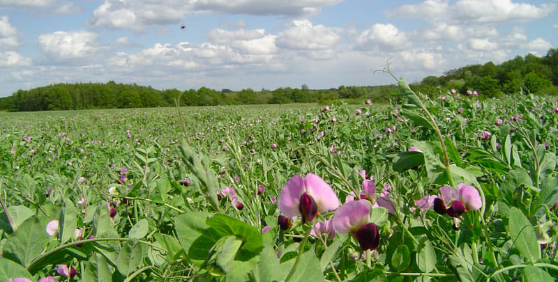 Agroecology at the heart of the bioeconomy