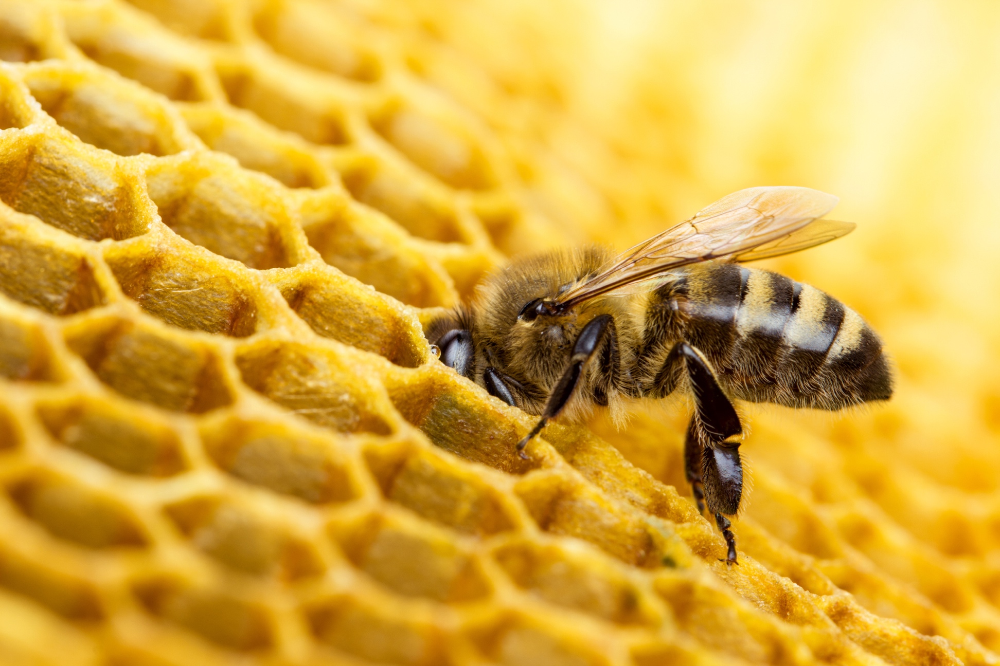 Les abeilles sauvées de l’extinction au Zimbabwe