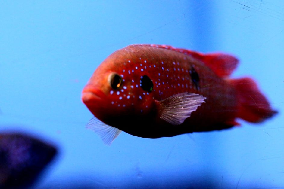Poissons de laboratoire