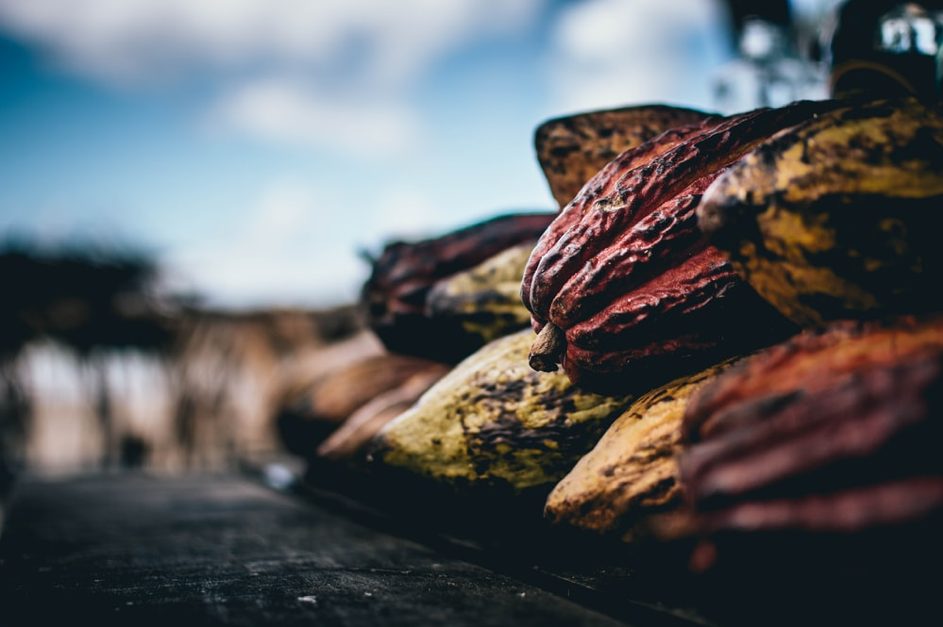 Olam International introduit des pratiques durables dans la filière cacao