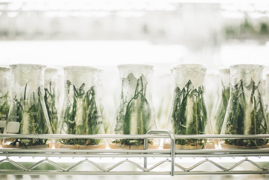 Science et innovation au service de l’agriculture africaine