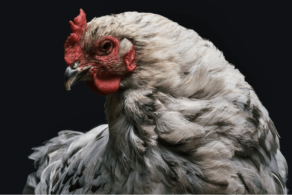 La grippe aviaire inquiète les scientifiques