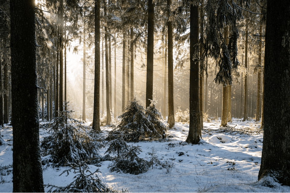 The boreal forest is subject to the whims of the climate’s rhythm