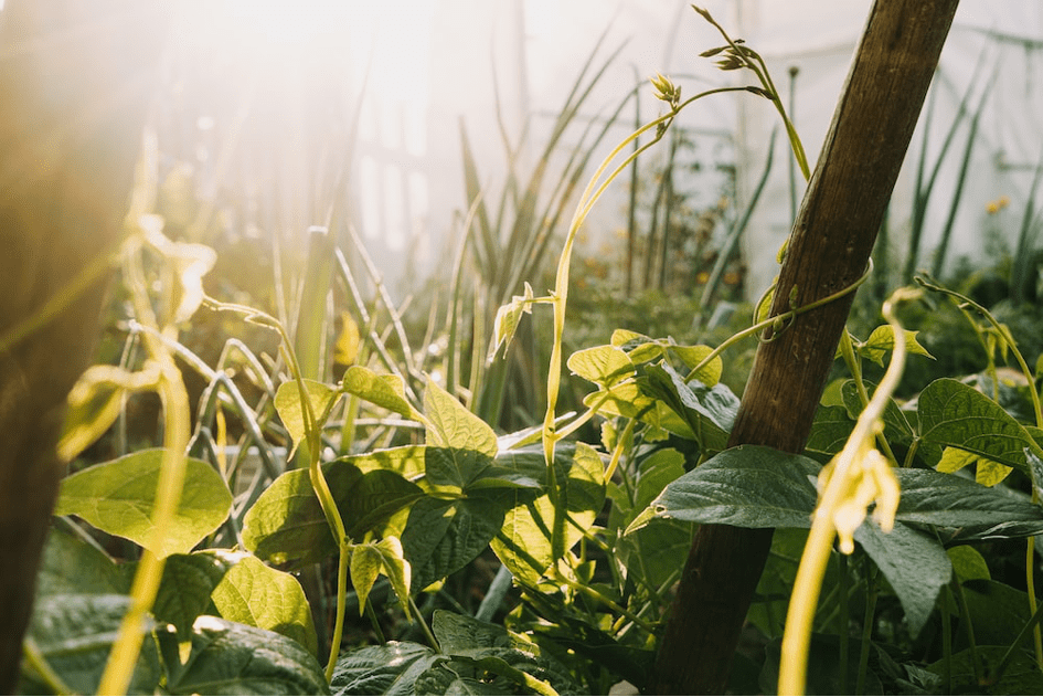 The practice of permaculture in Tunisia
