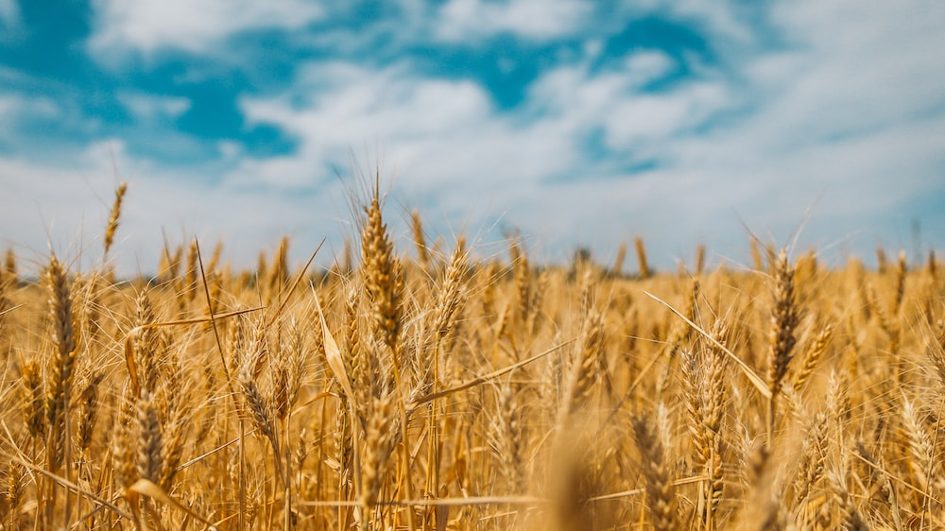 Africa’s Dependence on Russo-Ukrainian Cereals
