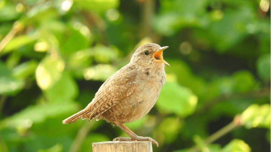 Le chant des oiseaux stimule la croissance végétale