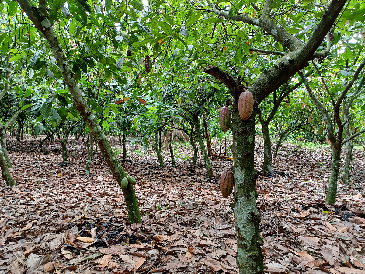 Restoring Soil Fertility in West Africa