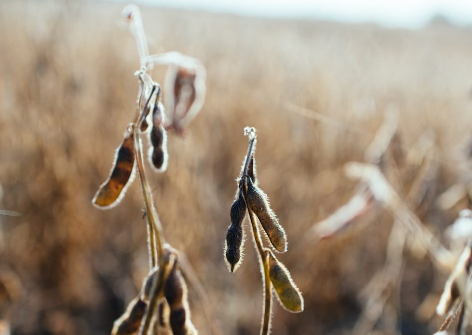 Les plantes sollicitent les bactéries rhizobiums
