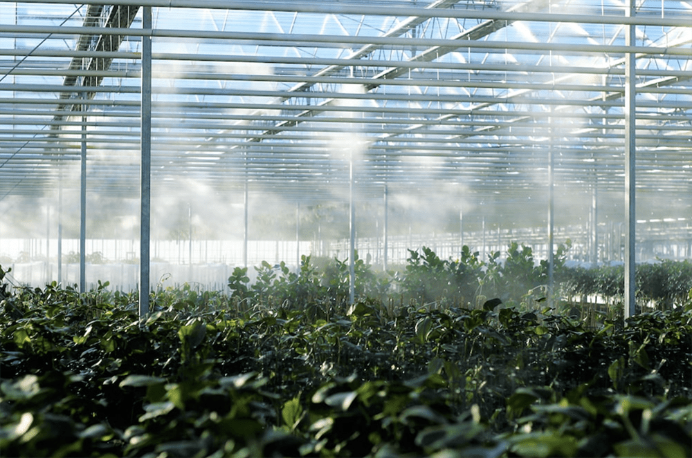 La biofortification au secours de la malnutrition
