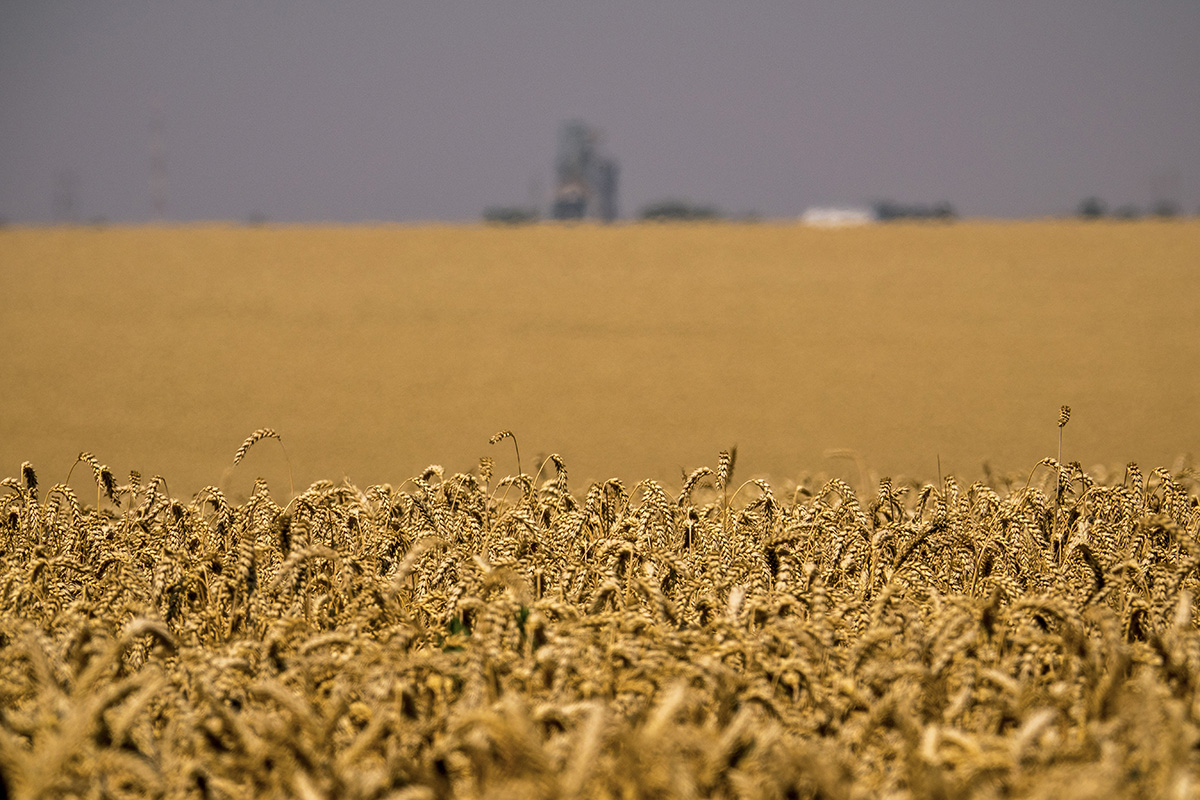 L’hémisphère sud prend le relais pour approvisionner la planète en céréales