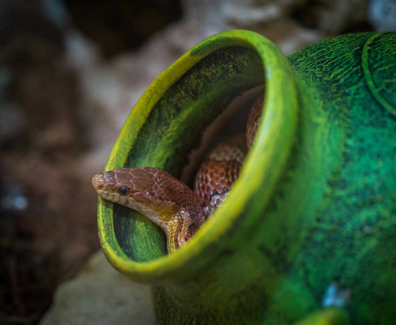 Le serpent, un aliment d’avenir