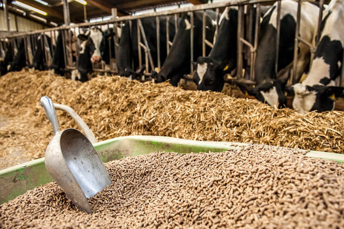 L’industrie africaine de l’alimentation animale a enregistré le second plus fort taux de croissance mondiale en 2023