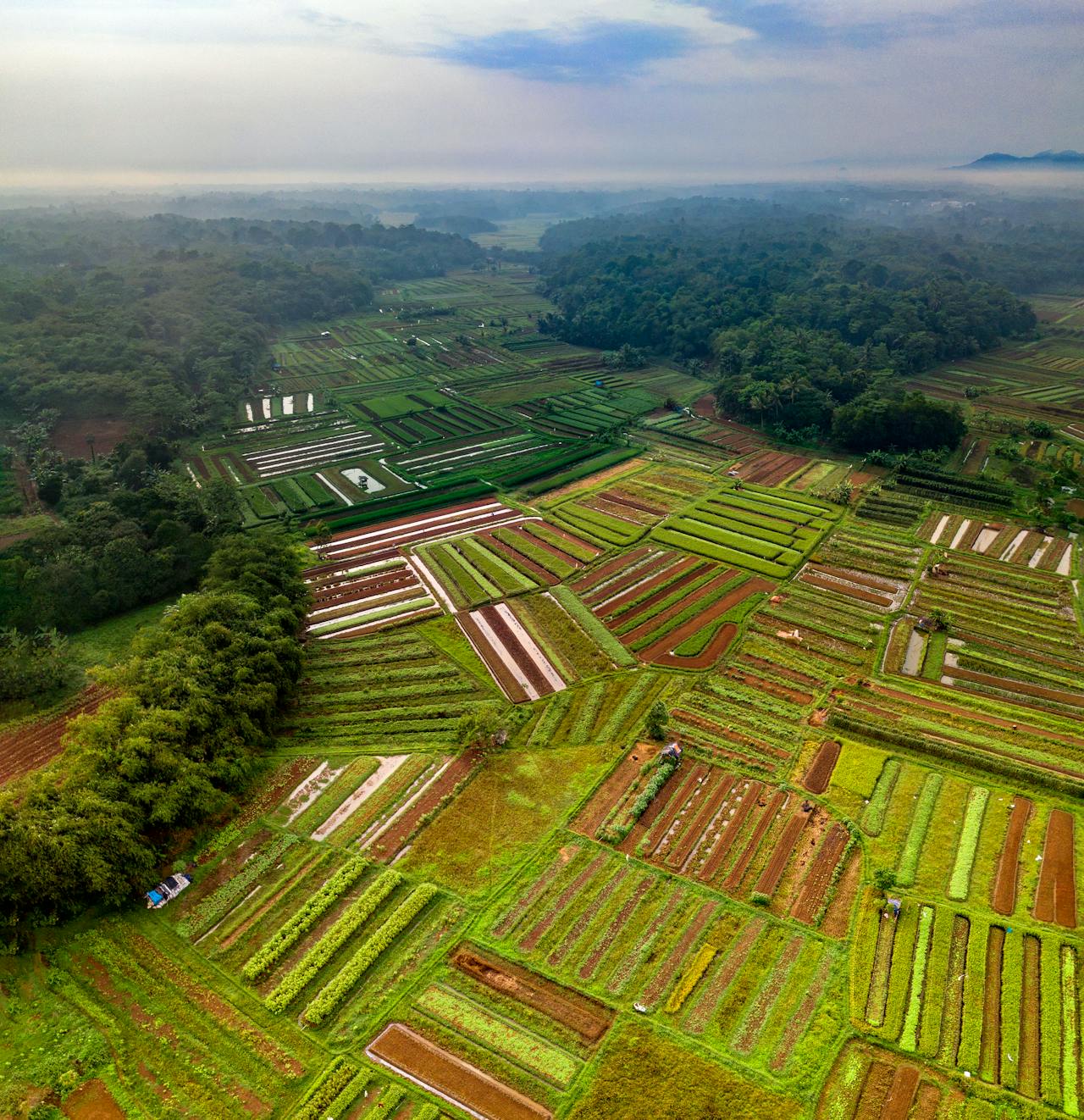 Dangereuse raréfaction des terres cultivables