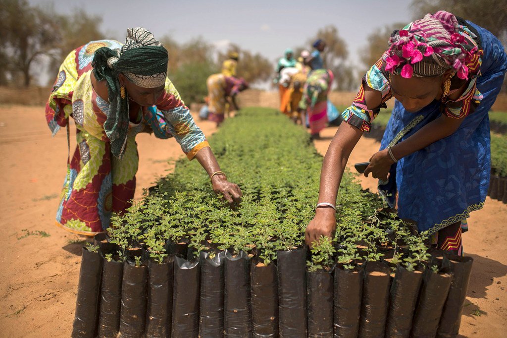 Défis et opportunités d’une transition vers une agriculture biologique en Afrique