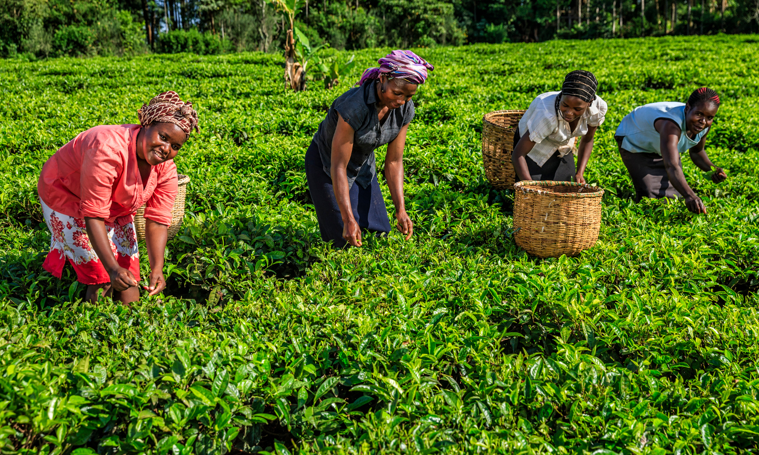 L’Agriculture, pilier de l’emploi au Malawi