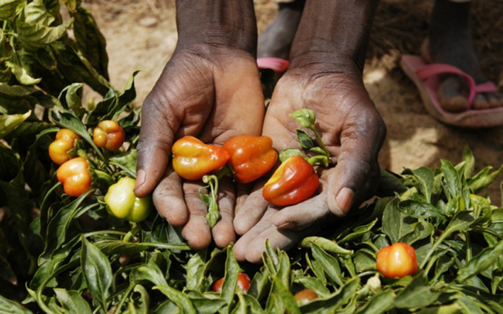 Le développement agricole durable au service de la lutte contre la pauvreté rurale en Afrique de l’Ouest