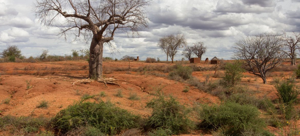 Les innovations agricoles dans les régions arides d’Afrique pour lutter contre la désertification
