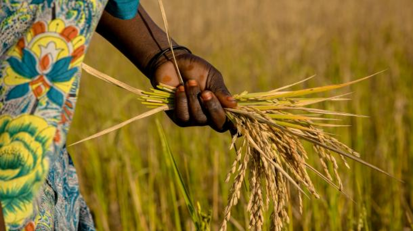 L’impact des changements climatiques sur la sécurité alimentaire en Afrique subsaharienne