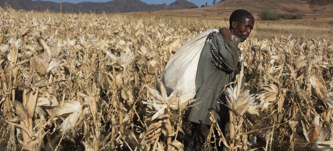 El Niño provoque le chaos : une sévère sécheresse paralyse la production de maïs en Afrique australe