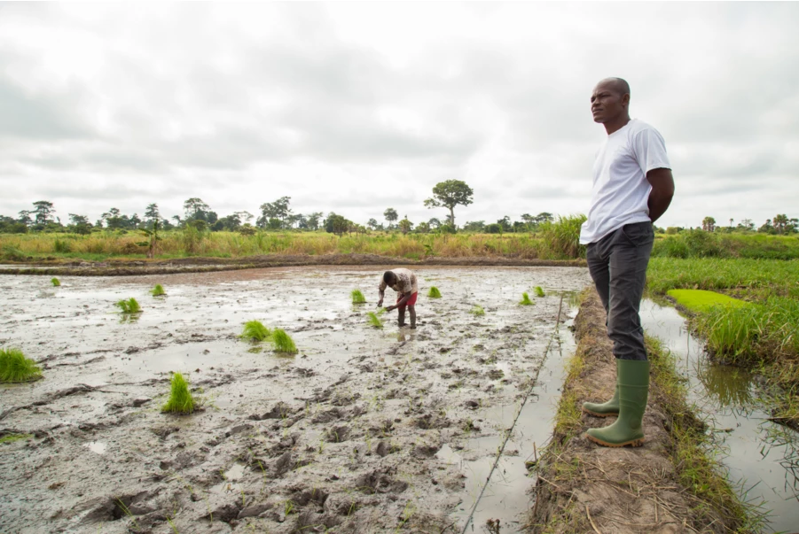 La stratégie de la Banque africaine de développement pour l’agriculture climato-intelligente en Afrique