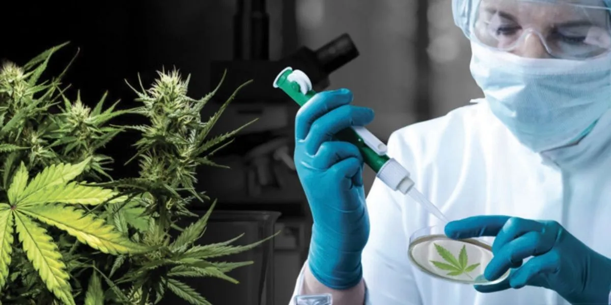 Fortunes and Misfortunes of Cannabis Legalization in Morocco