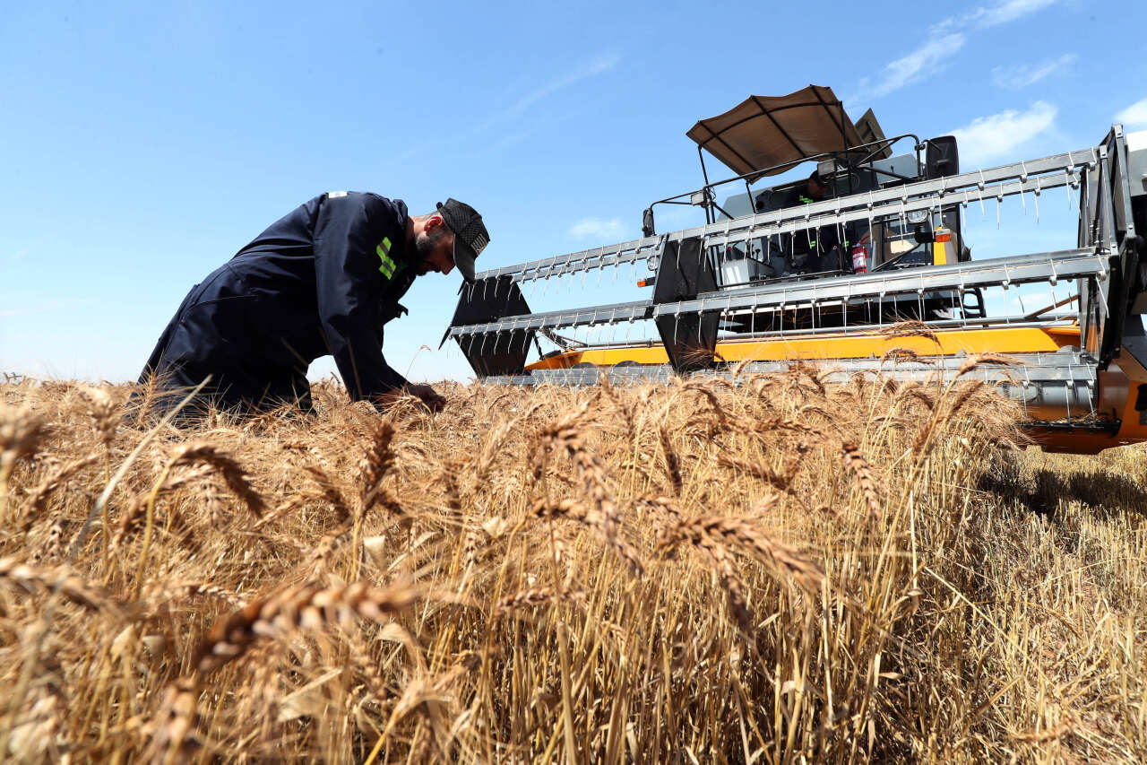 Le Qatar va produire du blé en Algérie
