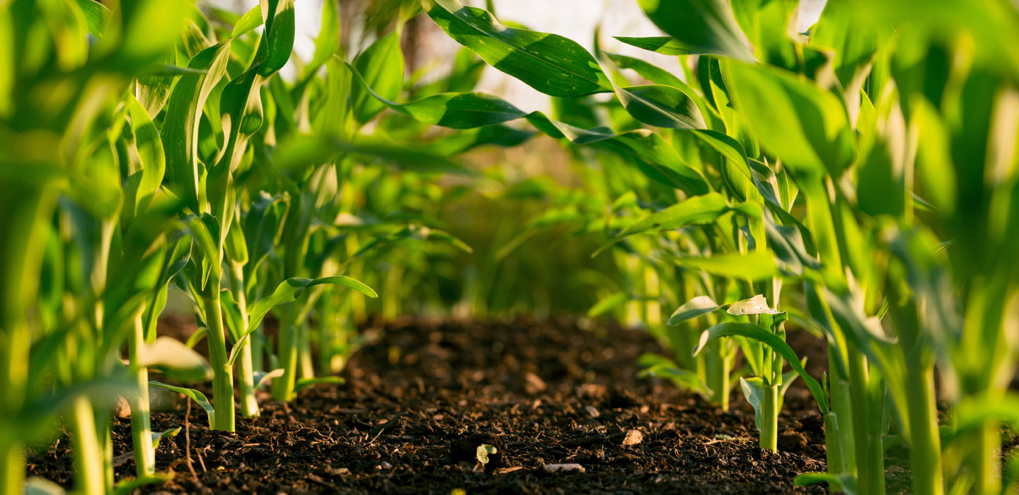 Rapport de l’IFAD  sur la ransformation de l’agriculture africaine