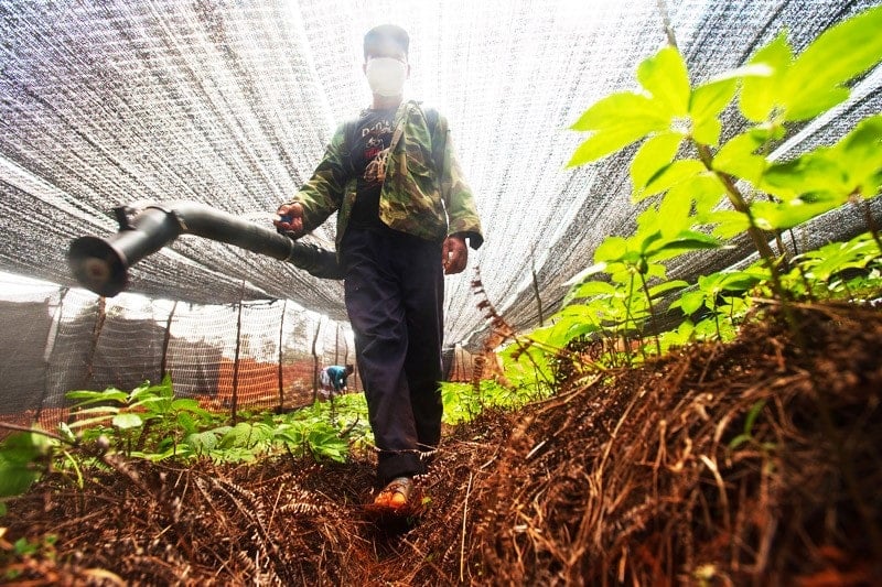 Greenpeace dénonce l’utilisation excessive de pesticides en Europe