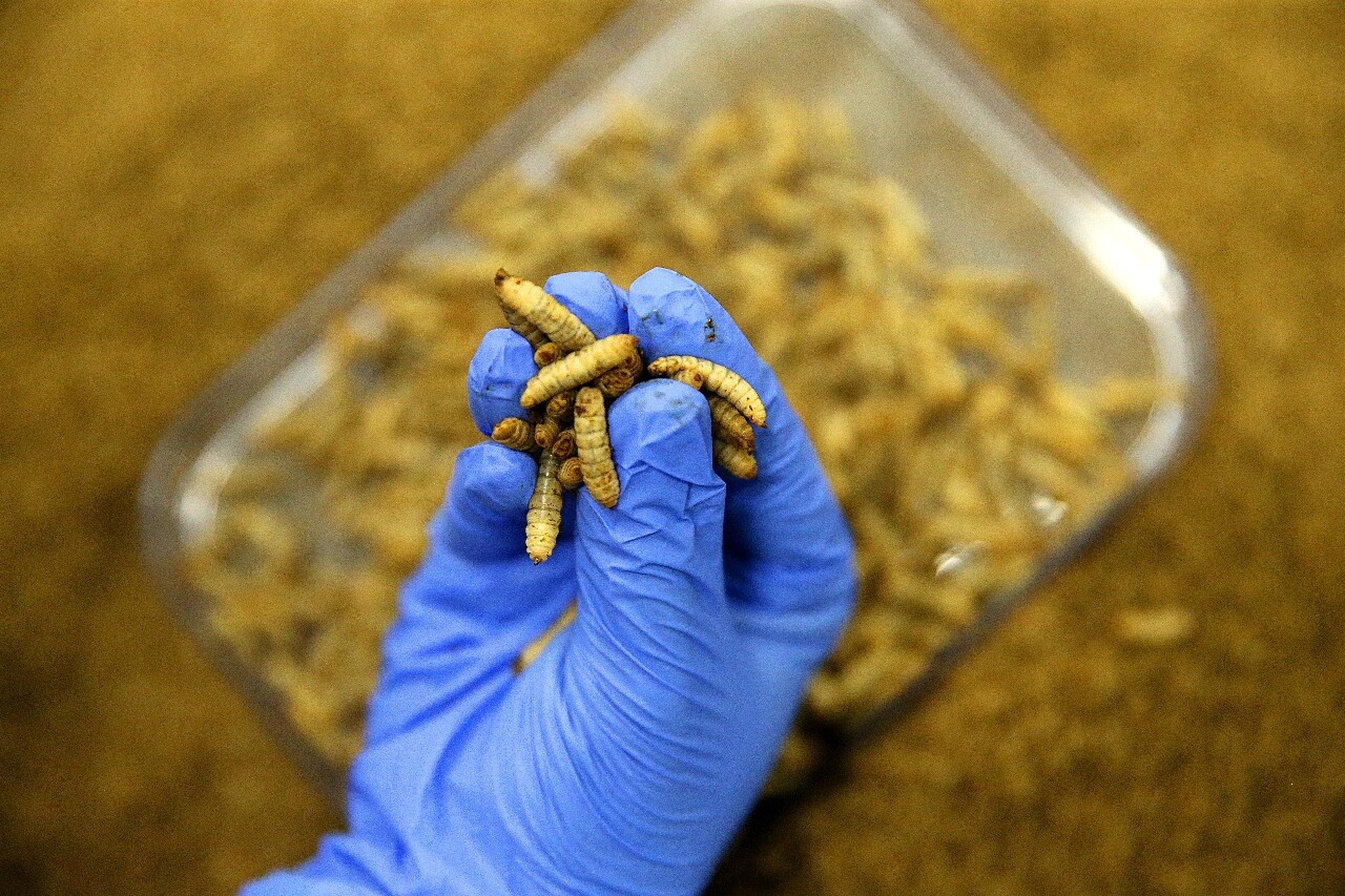 Production de protéines d’insectes destinés à l’aquaculture