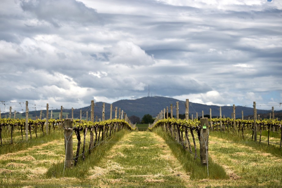 Australian Viticulture: Climate Challenges and Strategies for a Sustainable Future
