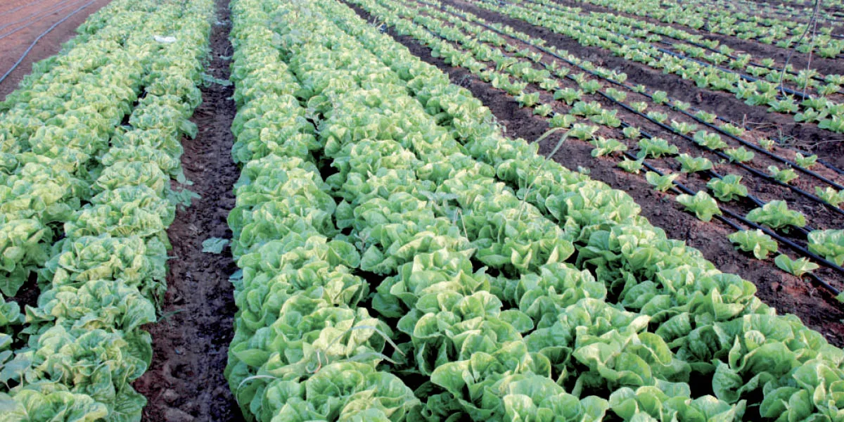 France : augmentation de 50 % des subventions pour l’agriculture biologique