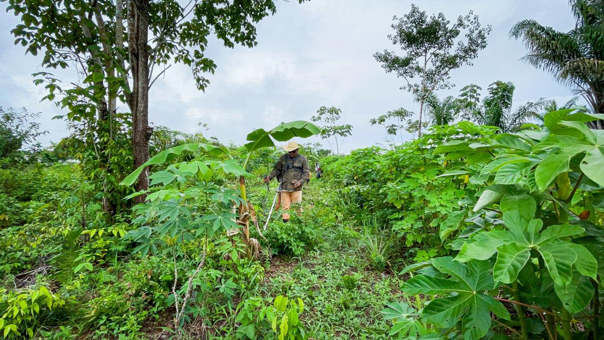Brésil : initiative pour tripler la superficie des systèmes d’agroforesterie d’ici 2030