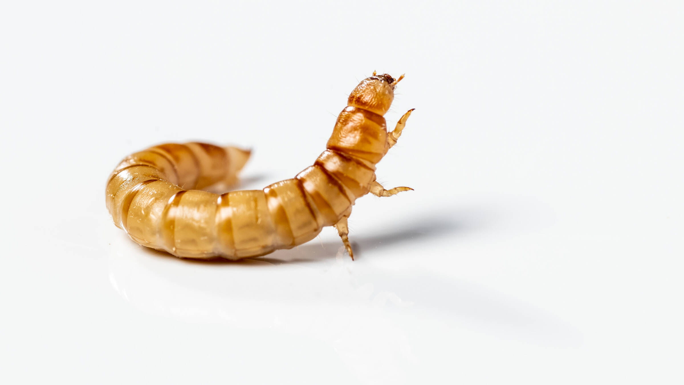 Les grillons au menu : les défis de faire des insectes une source de protéines courante