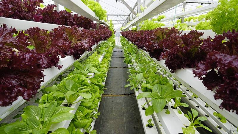 Maroc : création de fermes verticales dans les zones urbaines