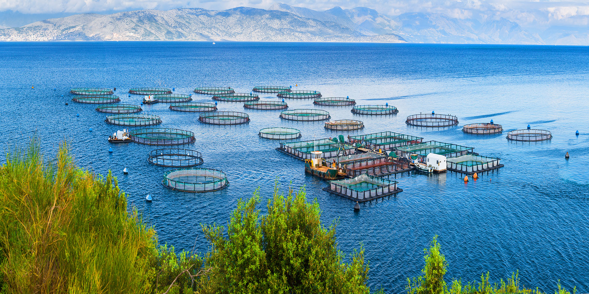 Croissance de l’aquaculture en Asie