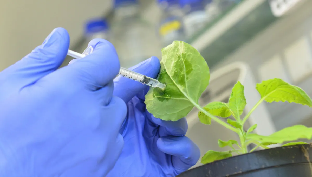 La « vaccination » des plantes  signera-t-elle la fin des pesticides ?