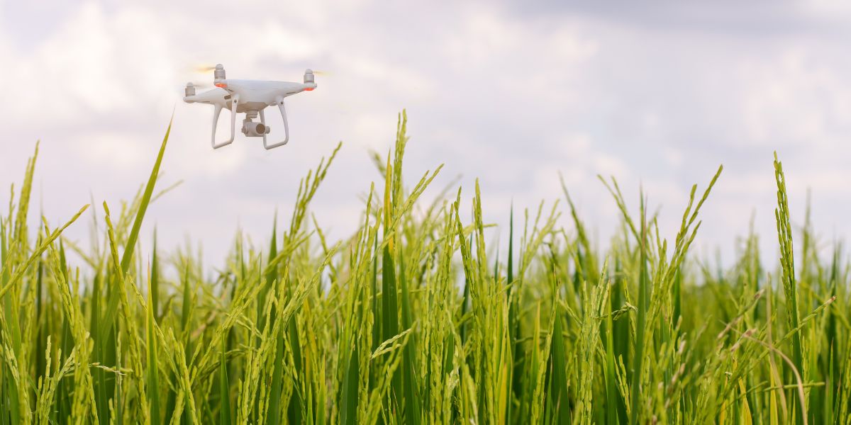 L’essor des drones agricoles dans la gestion des cultures