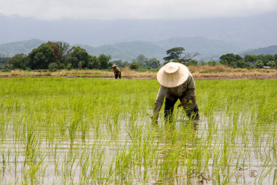 Risk of a 20% drop in rice production due to climate change