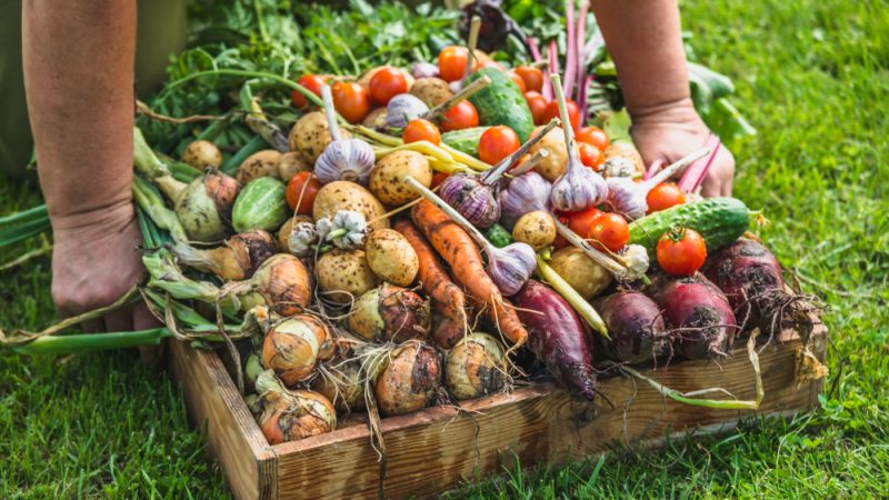 Allemagne : progrès du bio et de l’agriculture durable