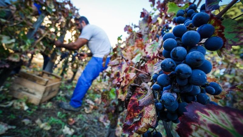 Italie : la place des jeunes agriculteurs et le renouvellement générationnel