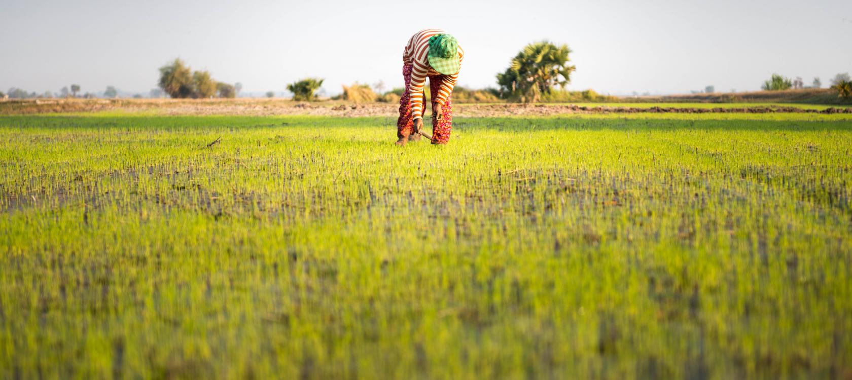 Kenya : agriculture et biodiversité, comment concilier production et protection