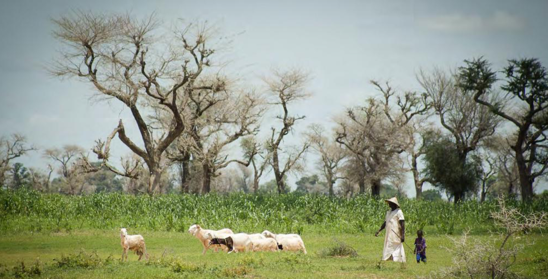 Sénégal : défis et succès de la transition agroécologique