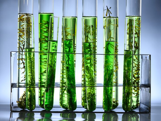 La biotechnologie des algues est l’avenir d’une agriculture rentable et responsable